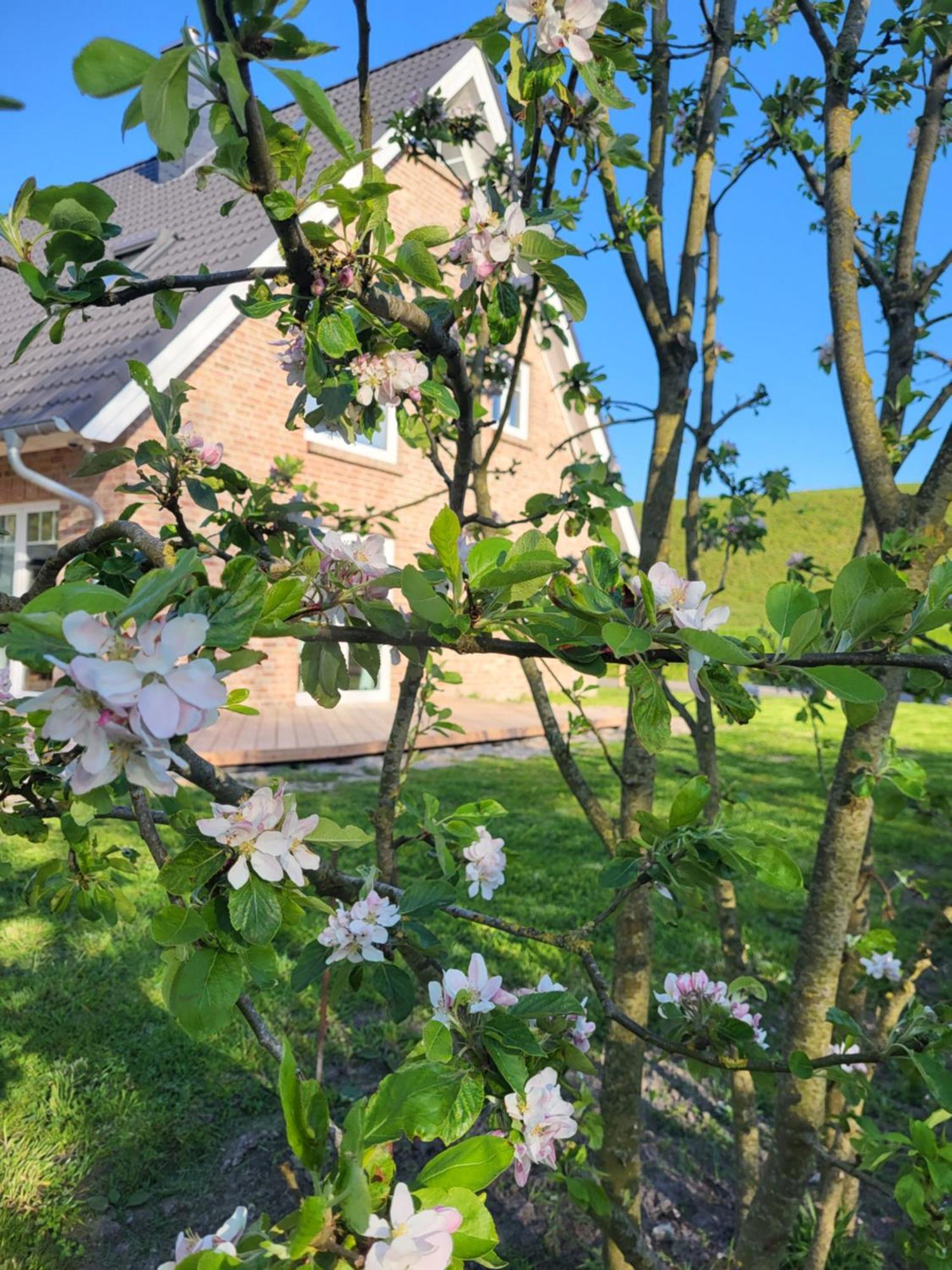 Friesenperle Appartement Tönning Buitenkant foto
